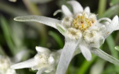 L’edelweiss : une plante de montagne aux bienfaits protecteurs
