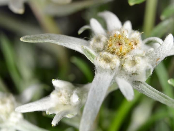 L’edelweiss : une plante de montagne aux bienfaits protecteurs